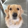 『犬は外飼い』とい…