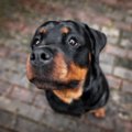犬が『ん～』と鳴く…