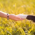 「動物が好きだから…