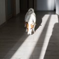 犬が『部屋のニオイ…