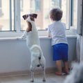 なぜ人は犬を飼いた…