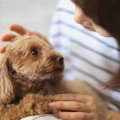 犬にとって『必要の…