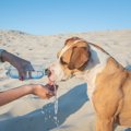 暑い日の犬のお散歩…