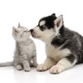 「犬の飼い主は猫の…