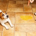 犬がトイレ以外でオ…