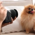 犬が『カメラ』を嫌…