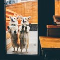 犬同伴可能な飲食店…