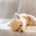 犬が『痙攣』をする…