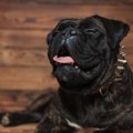 犬がくしゃみをする…