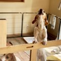 犬に吠え癖がついて…