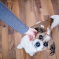 犬を撫でても嬉しく…