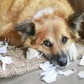 犬に構いすぎるのがN…
