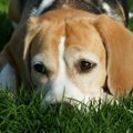 犬が飼い主に不満を…