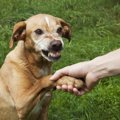 犬に敵意を持たれて…