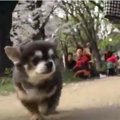 お花見に来たチワワ…