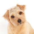 犬が頭を傾けるのは…
