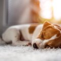 愛犬にも影響が？カ…