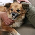 犬が飼い主に唸る心…