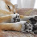 犬の『肉球』はケア…