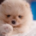 犬の肉球｜役割や仕…
