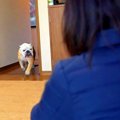 犬に『大好きなおば…