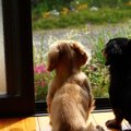 犬を多頭飼いしてい…