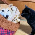 ハウスの中にいる犬…