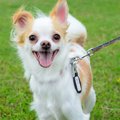 犬が口を震わせる時…