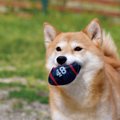 犬が『おもちゃをく…