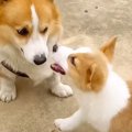 先輩犬と子犬『初め…