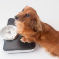 食欲は犬の体調のバ…