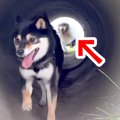 『土管の中』を走っ…