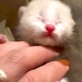 ダンボールで捨てら…