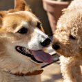 犬同士で『あいさつ…