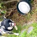 超ビビリな犬が『地…