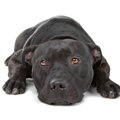 犬の鼻がはげる原因…