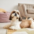 犬が家の中で『好む…