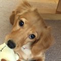 私が早期避妊・去勢…