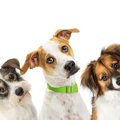 犬が首をかしげるの…