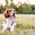 犬がマダニに刺され…