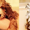 困っちゃう！愛犬の…