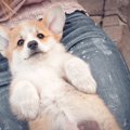 『降参』だけじゃな…