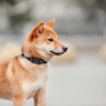 柴犬ならではの『柴…