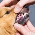 犬の強制給餌ってど…