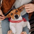 犬の可愛い仕草に隠…