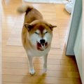 柴犬がお気に入りの…