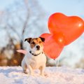 今日は何の日？犬に…