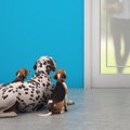 犬は『飼い主の帰宅…