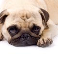 犬の「ガーガーする…