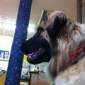 垂れ耳の犬種がかか…